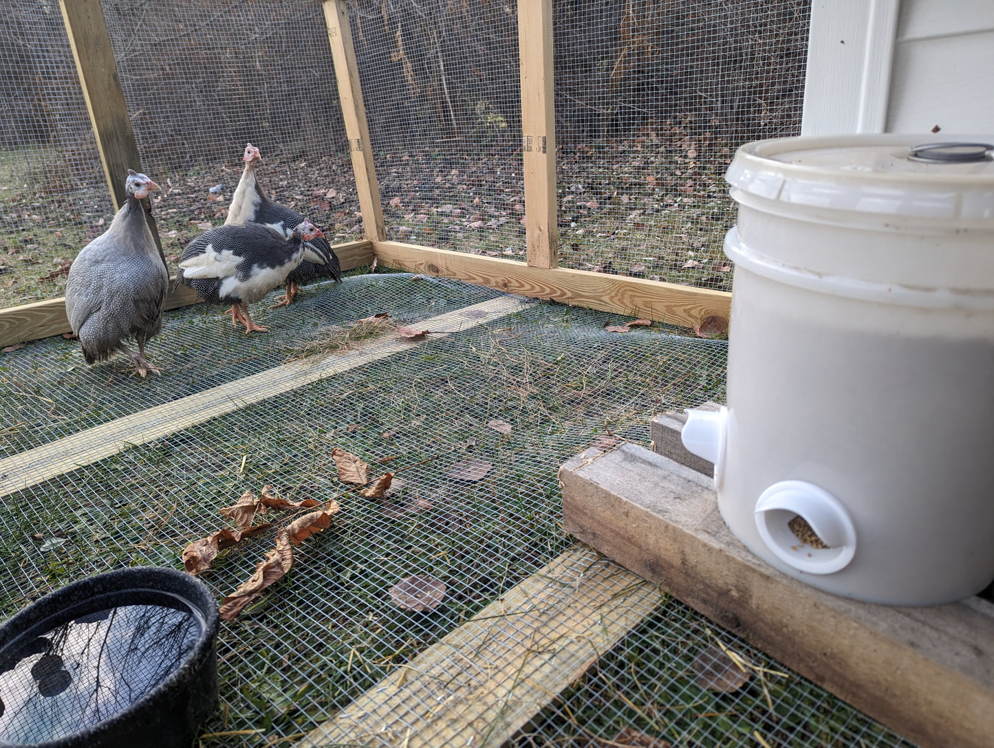 Hen's Choice™ 6 DIY Chicken Feeder Ports | For Chickens Or Guineas