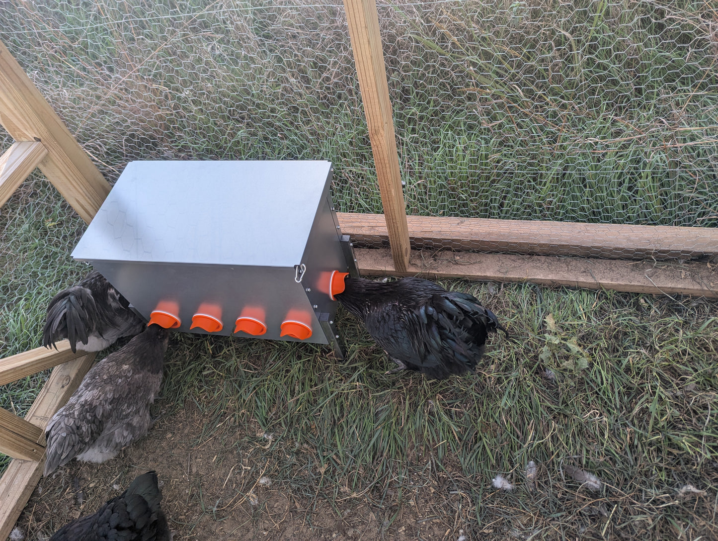 Hen's Choice™ - 25 or 85LB Capacity Automatic Chicken Feeder, Weather Resistant