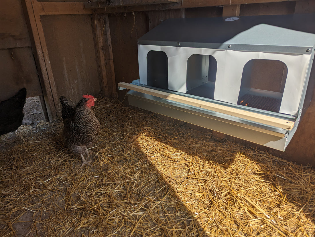 Encouraging Chickens to Embrace a New Chicken Nest Box: A Step-by-Step Guide