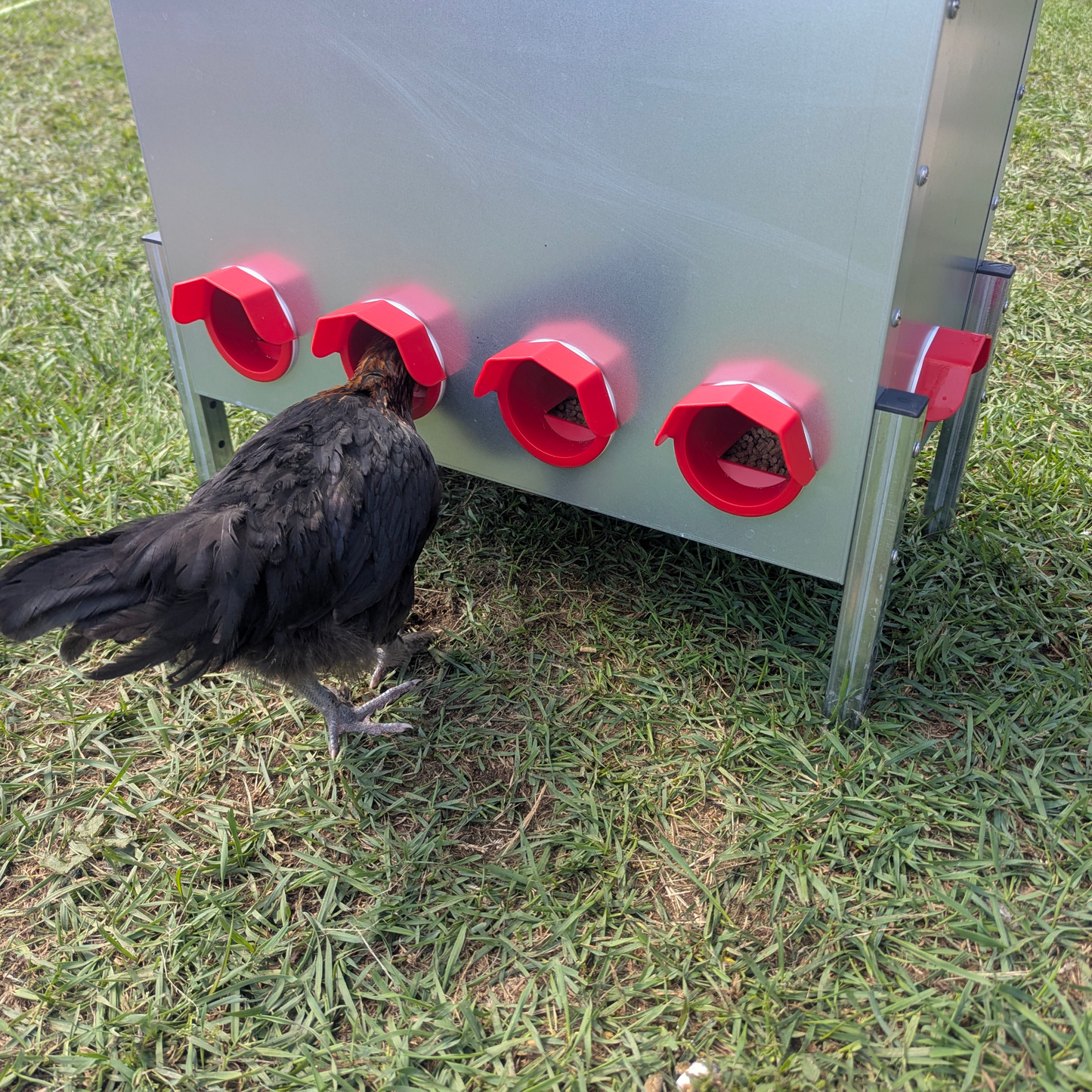 Hen's Choice™ - 25 or 85LB Capacity Automatic Chicken Feeder, Weather Resistant