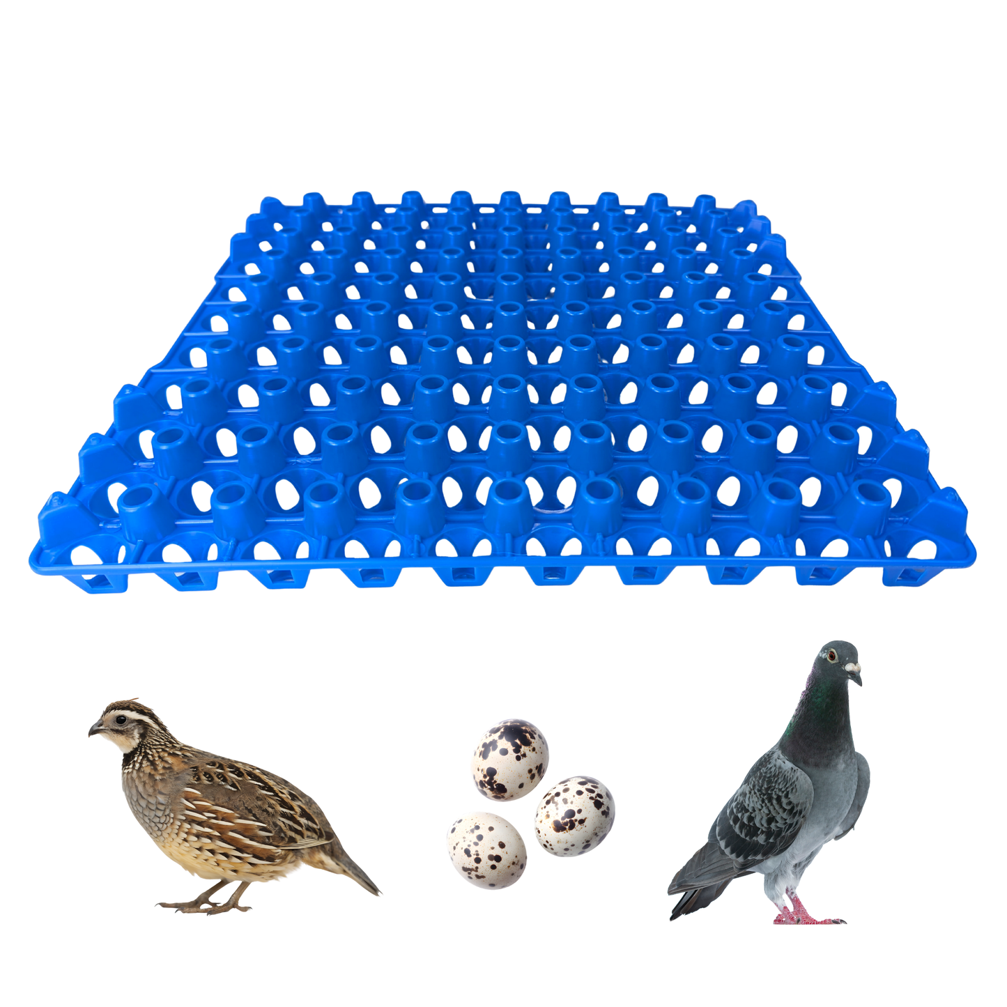Hen's Choice 90 Egg Plastic Trays for Quail, Pigeon, Dove, Small Birds