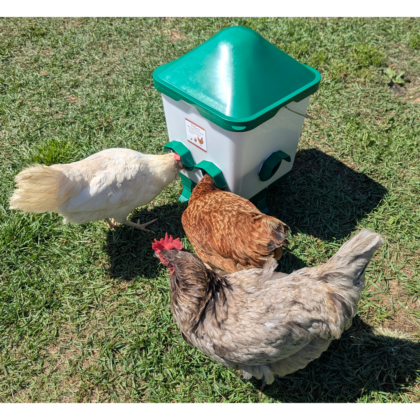 Hen's Choice™ - 25lb Chicken Feeder, 6 Feeder Ports, Anti-Roost Lid, With Legs