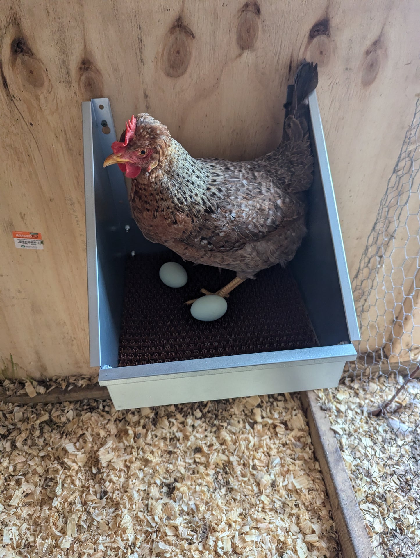 Hen's Choice™ - Single Chicken Nest Box | Galvanized Metal