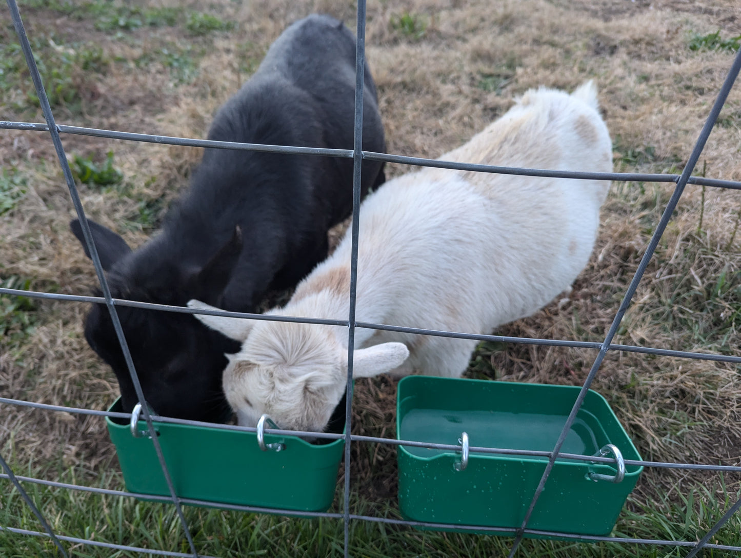 Hen's Choice Feeder and Waterer Trough for Chickens, Ducks, Goats, Sheep, Turkey