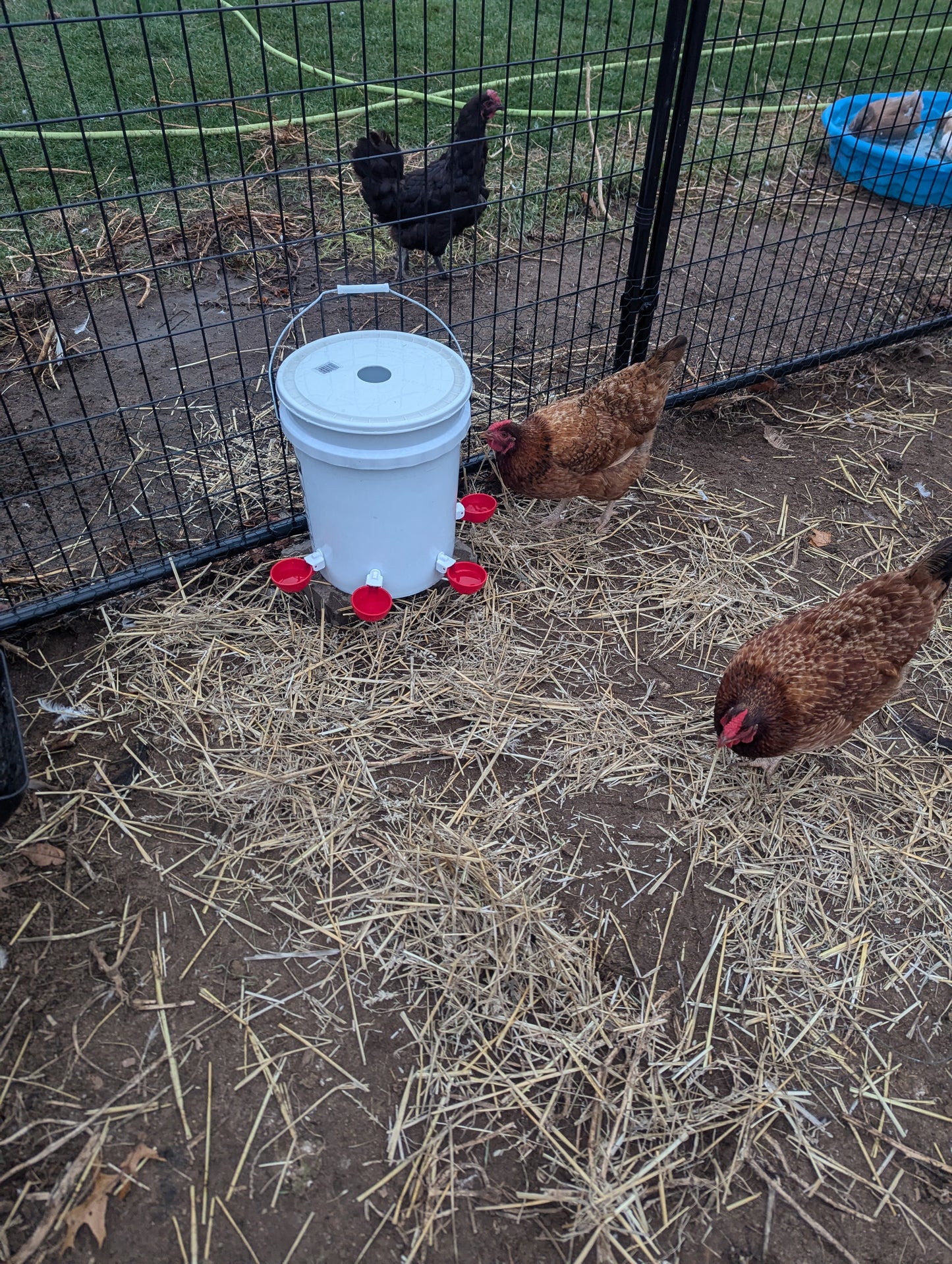 Hen's Choice™ - Large Automatic Chicken Waterer Cups, Poultry Water Kit