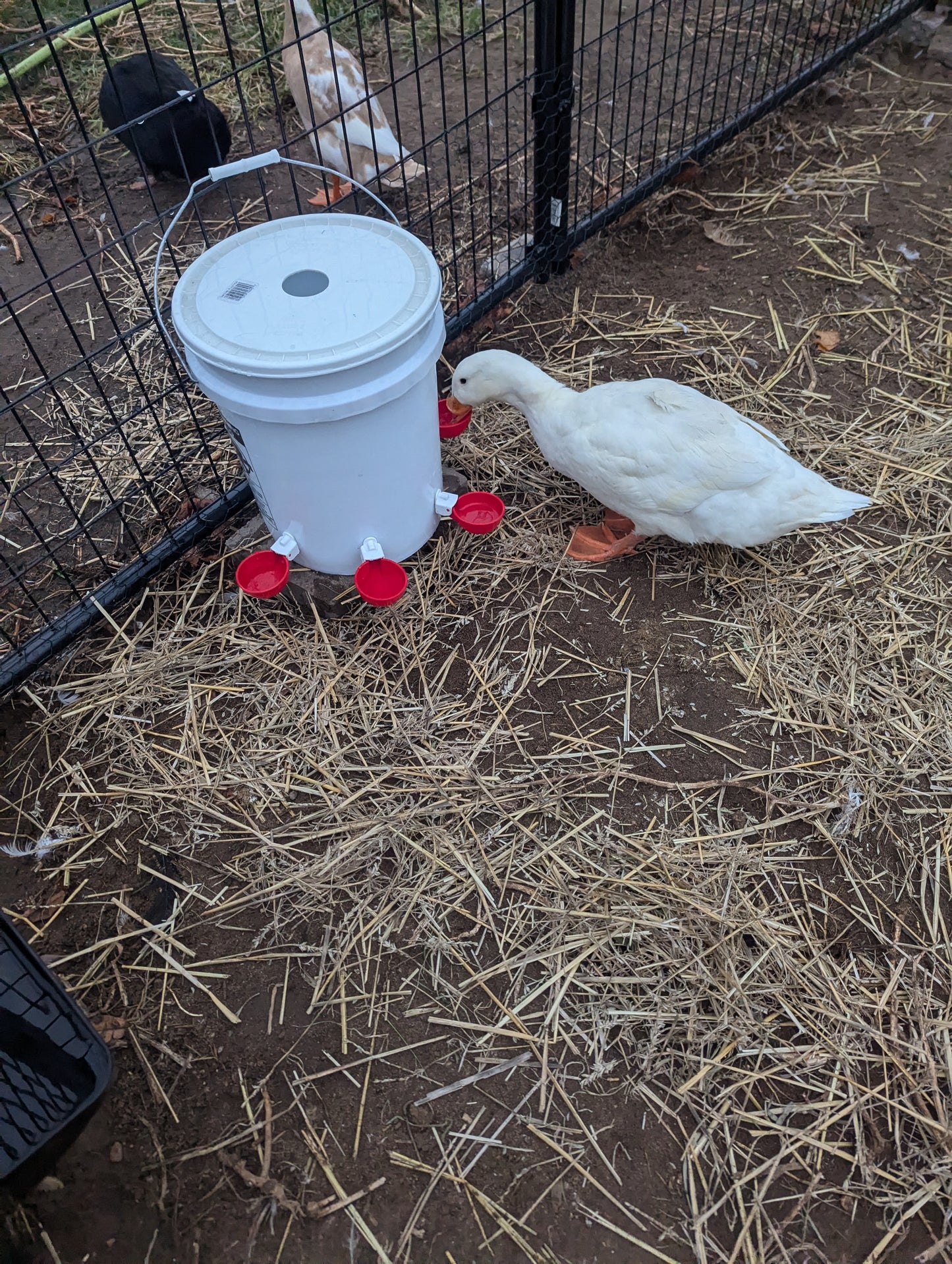 Hen's Choice™ - Large Automatic Chicken Waterer Cups, Poultry Water Kit