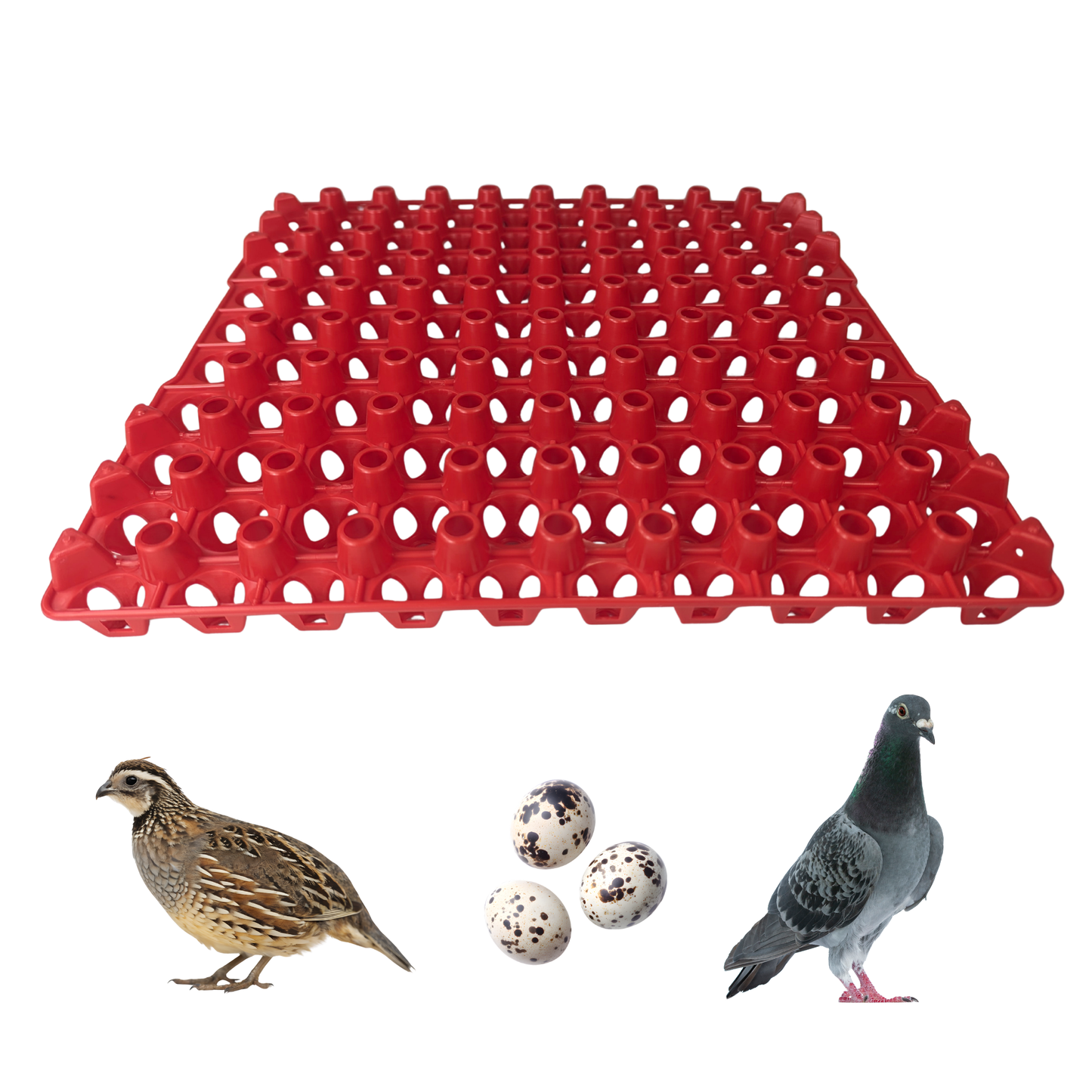 Hen's Choice 90 Egg Plastic Trays for Quail, Pigeon, Dove, Small Birds